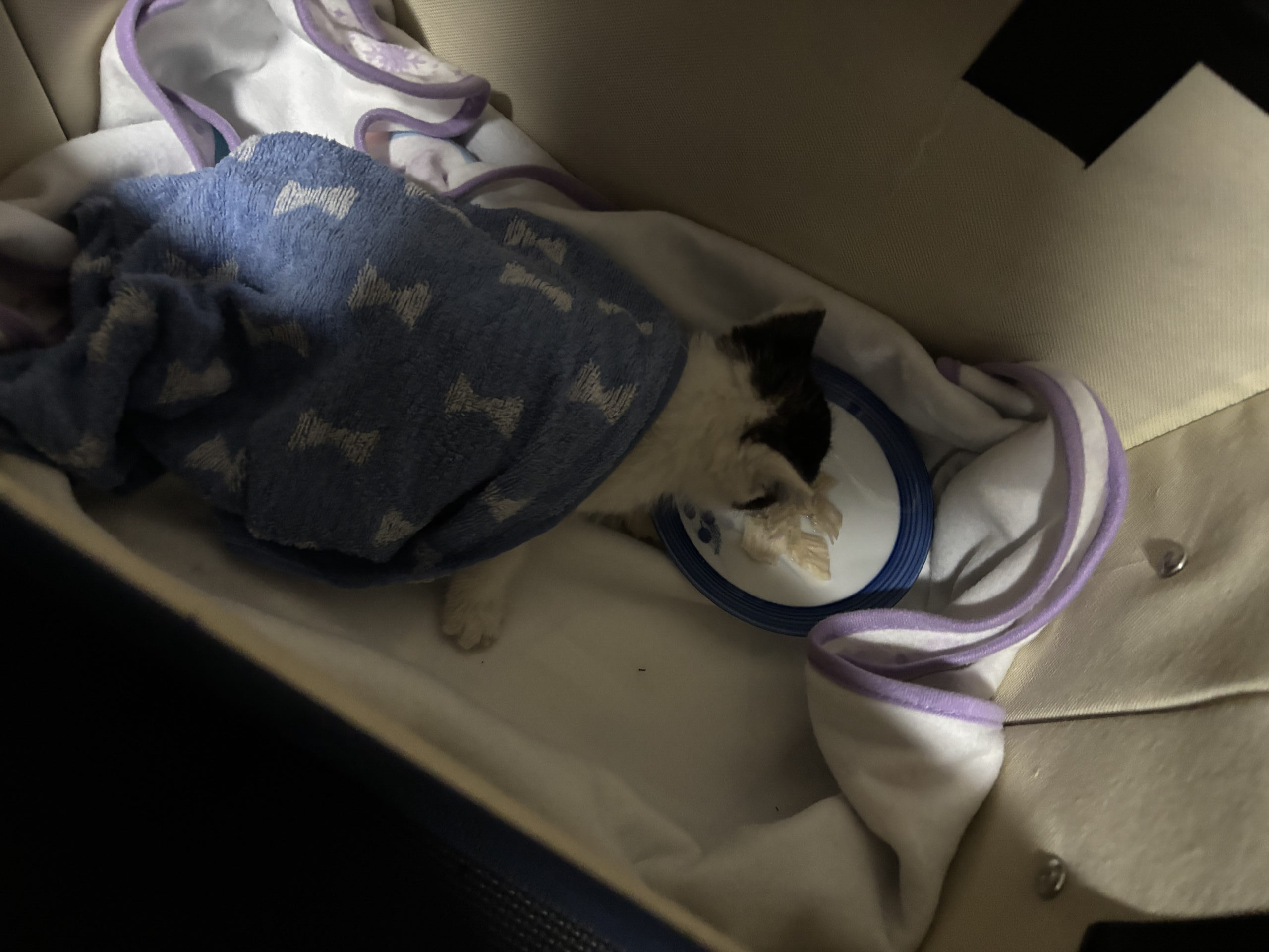 雨の日に田舎で遭遇した子猫の保護