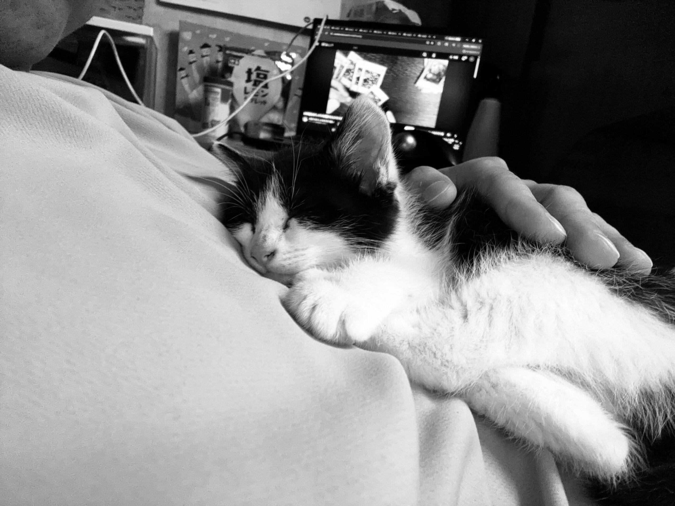 保護して1週間が経った子猫の現在の様子と変化