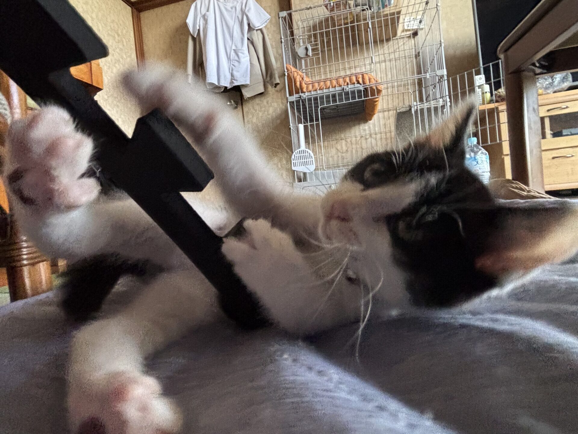 保護した子猫のゲージ選びで気をつけたポイント